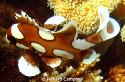 Sealife DC1000.. by Richard Campbell 